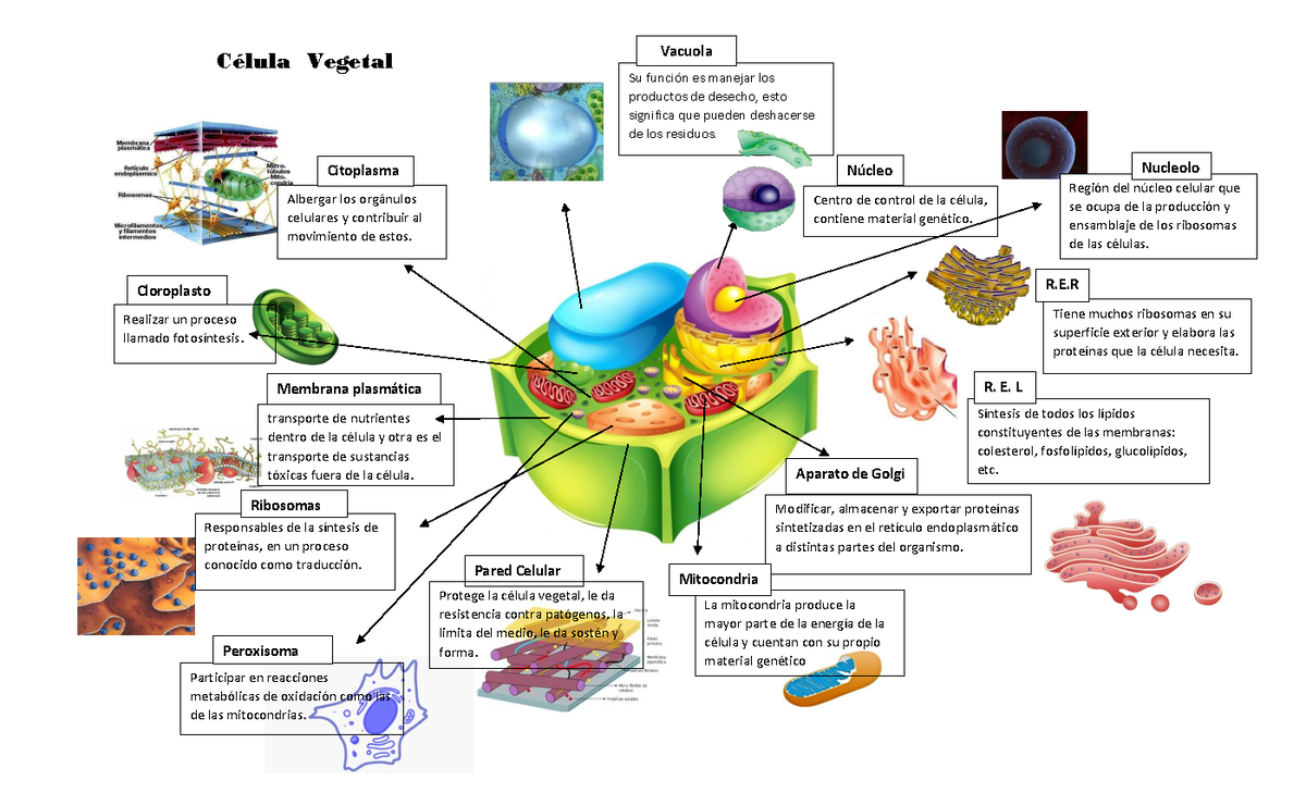 Mapa Mental Celula Vegetal - Célula Vegetal Su Función Es Manejar Los ...