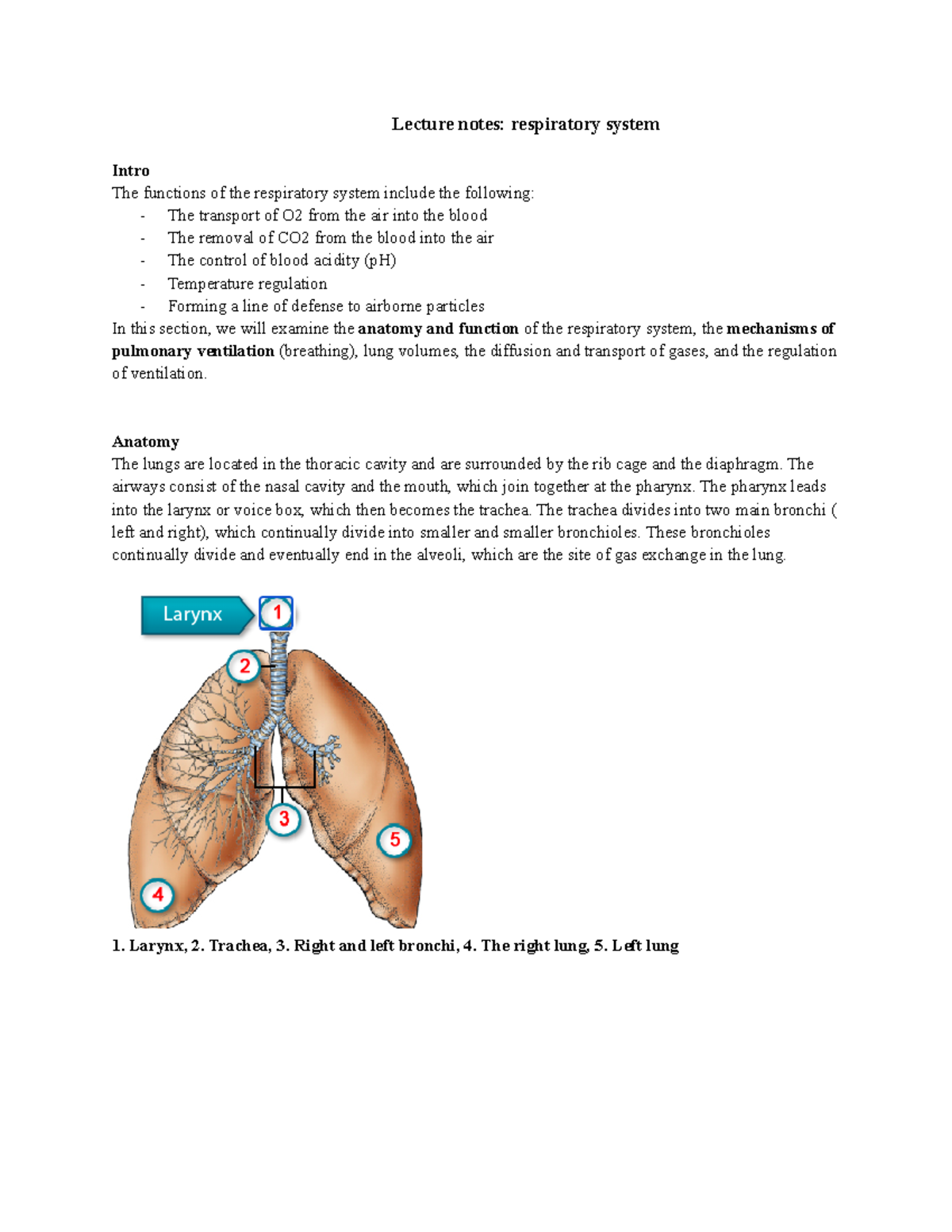 Module 10 respiratory system part 1 anatomy of lungs Lecture notes