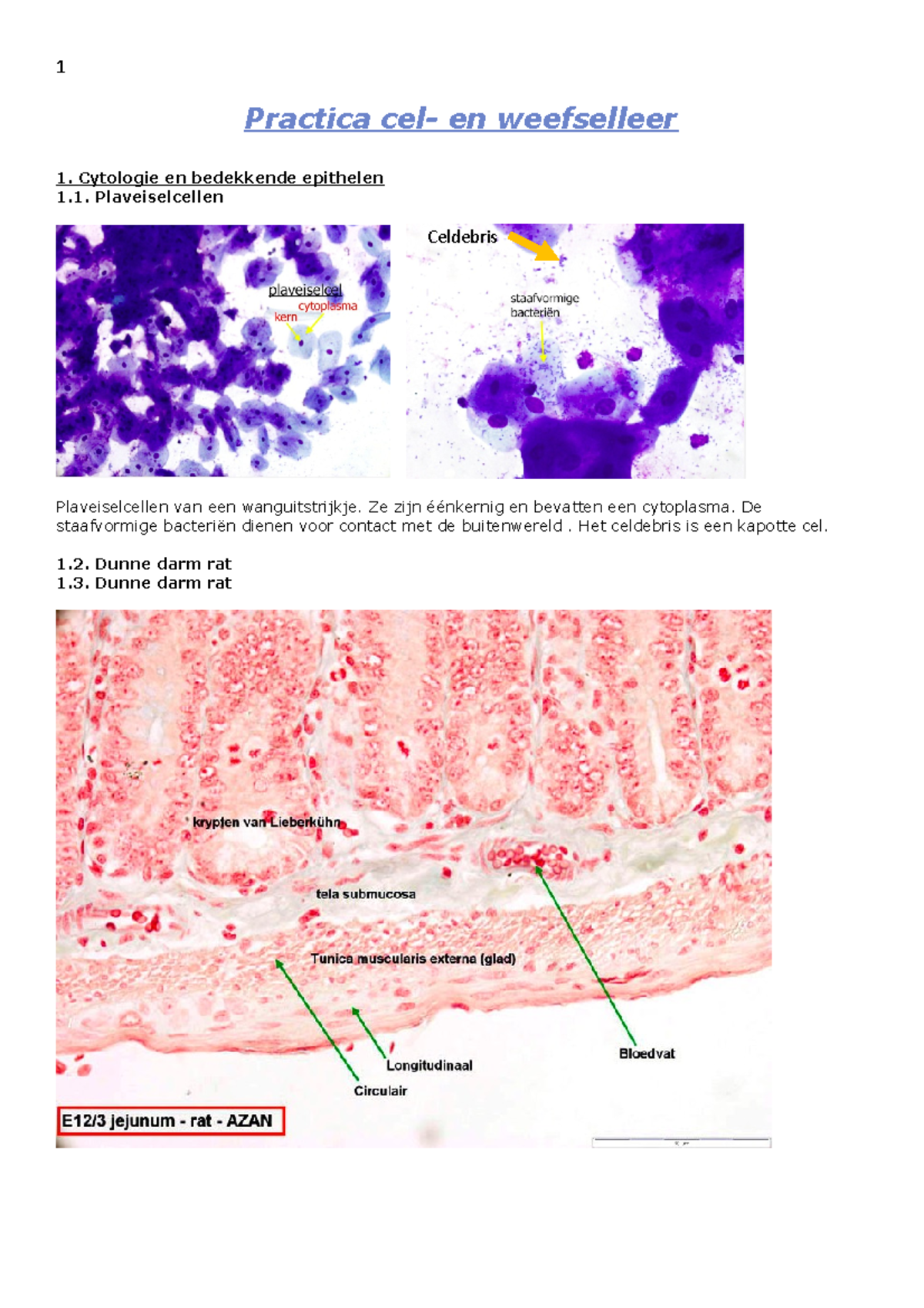 Practica cel- en weefselleer - Cytologie en bedekkende epithelen 1 ...