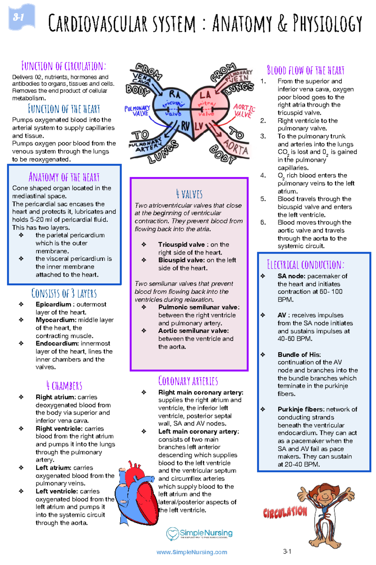 Cardiac Study Guide Course - Blood Flow Of The Heart From The Superior ...