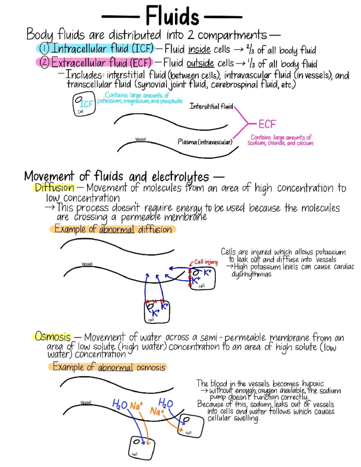Fluids and Electrolytes and the process of how it works - BIO 346 - Studocu