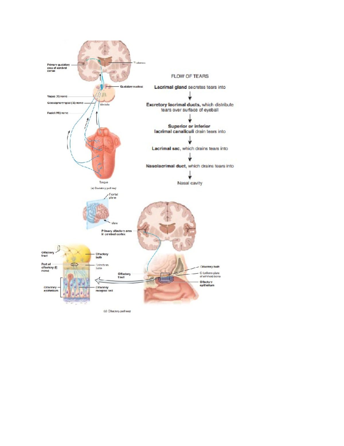 Ch17flashcards - Flashcards for chapter 17 - Primary gustatory Thalamus ...