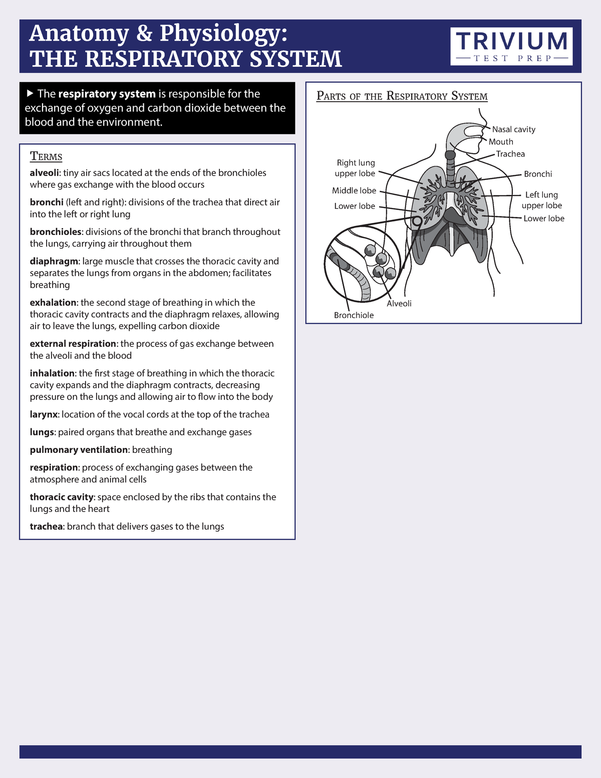 Respiratory System - CHEAT SHEETS REVIEWER - Anatomy & Physiology: THE ...