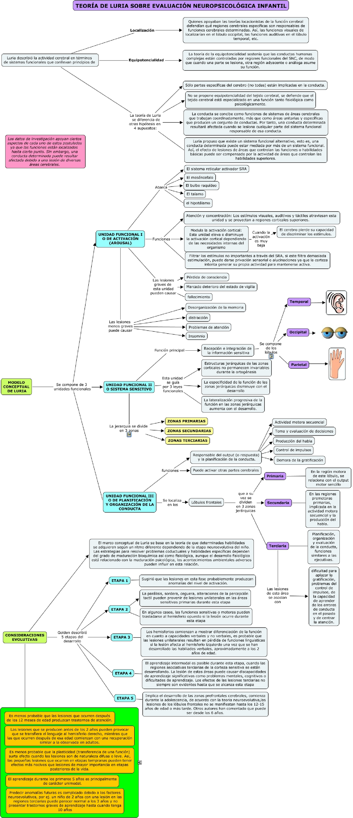 Teoria De Luria 2 - Mapa Conceptual - Neurobiologia - Studocu