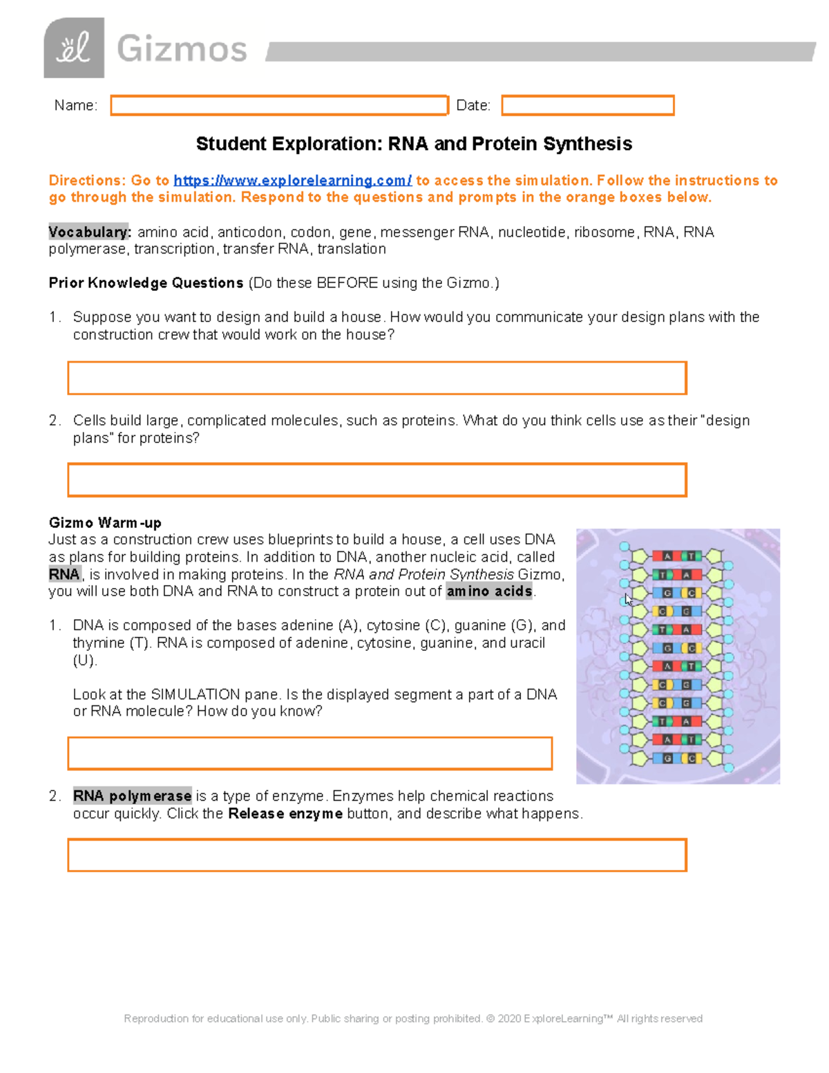 RNAProtein Synthesis-Gizmo - Name: Date: Student Exploration: RNA And ...