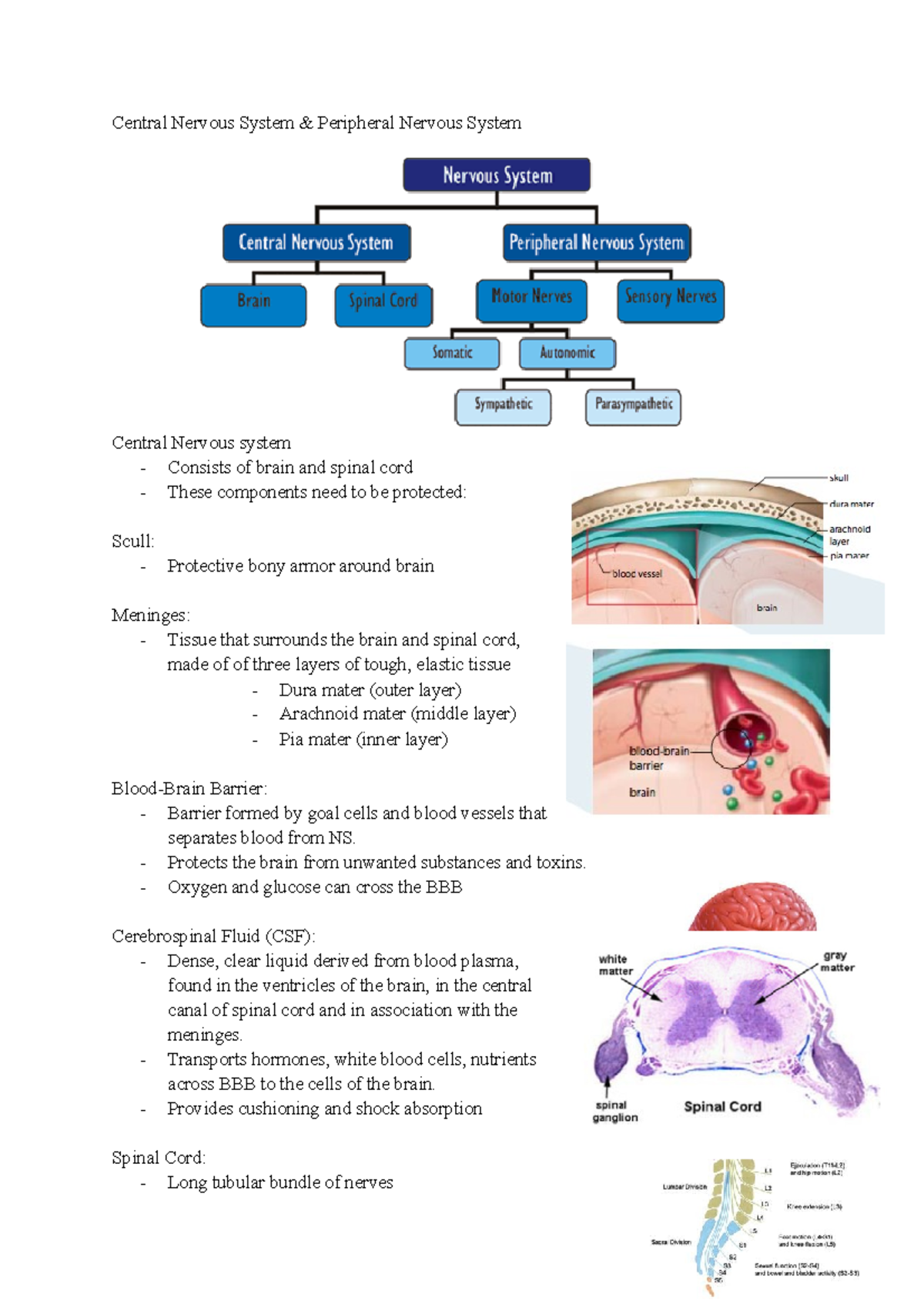 CNS PNS - Central Nervous System & Peripheral Nervous System Central ...