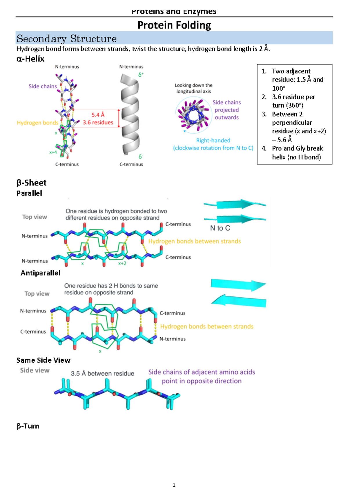 protein folding Protein Folding Secondary Structure Hydrogen bond