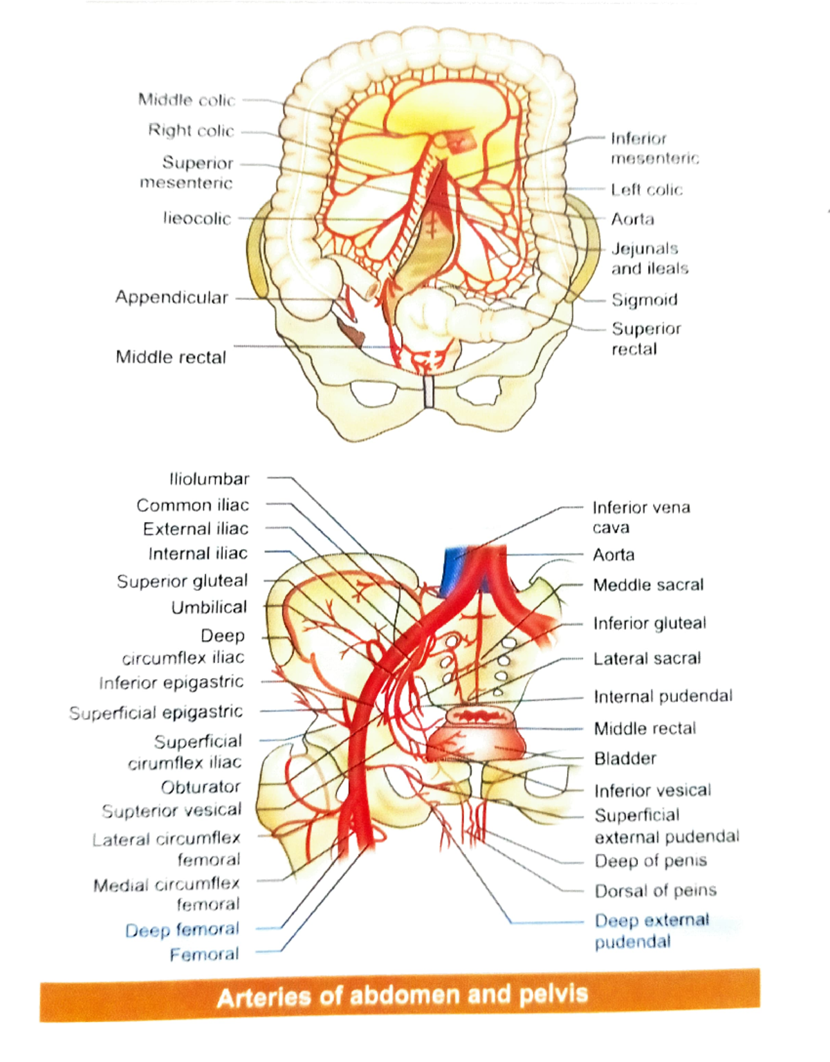 Important organs and the structures - Middle colic Right colic Superior ...
