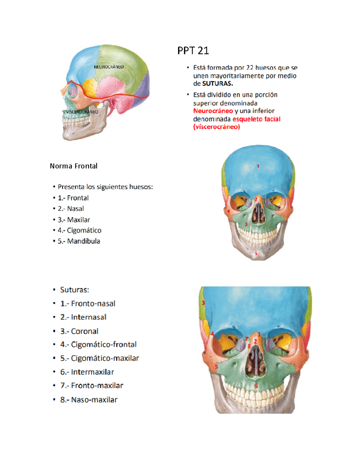 Resumen anato cabeza cuello - Norma Frontal PPT 21 Reparos óseos ...