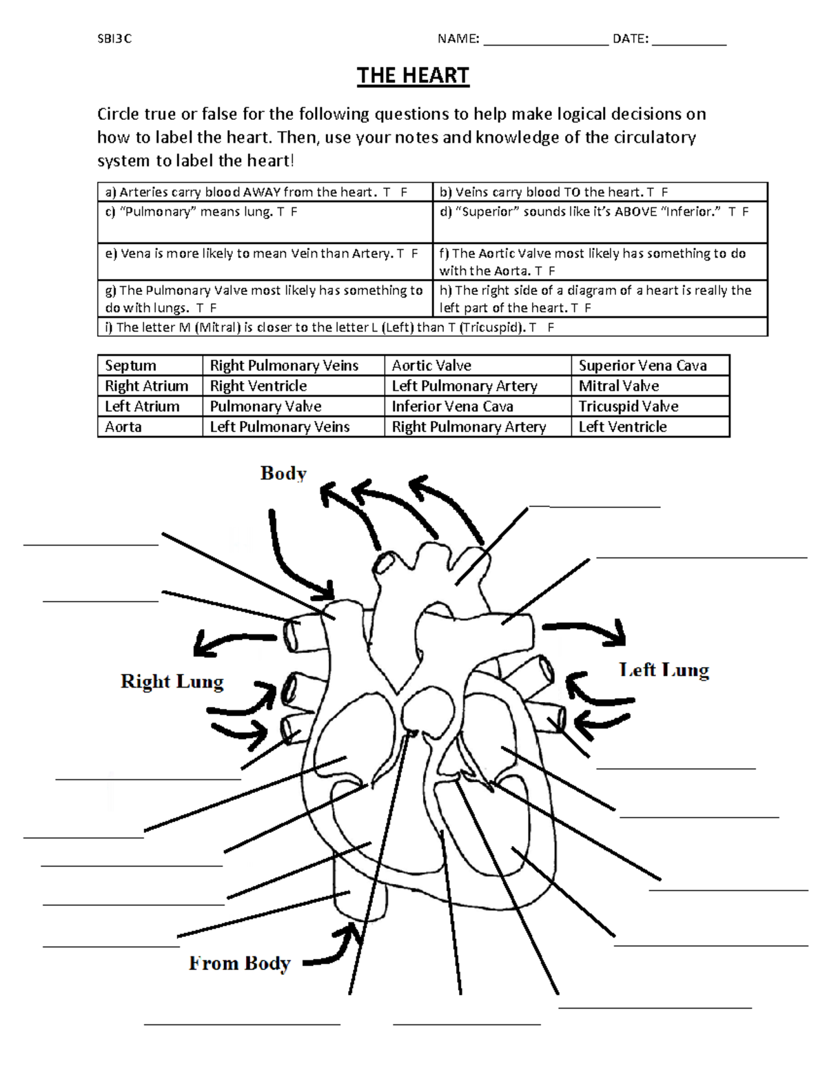 the-heart-worksheet-the-heart-worksheet-sbi3c-name