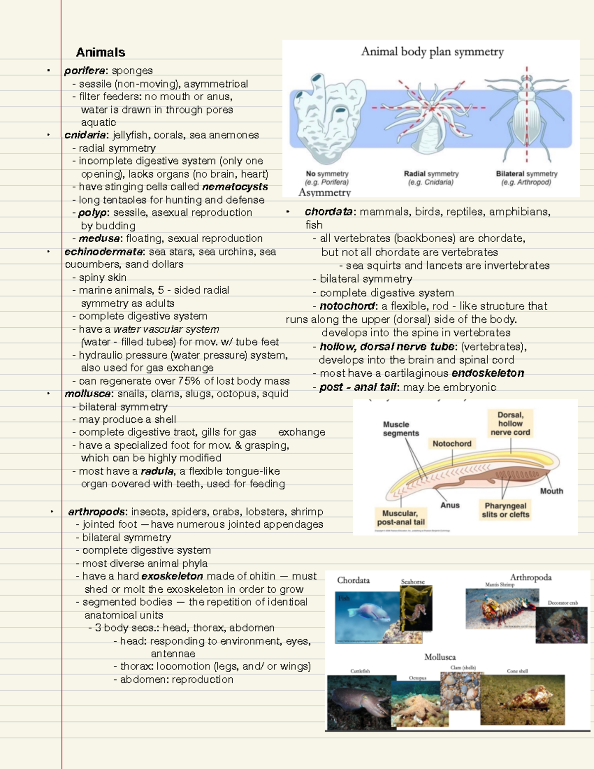 Animals and Circulatory System 1 Animals porifera sponges sessile