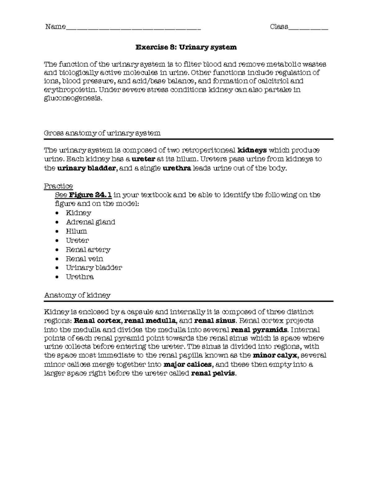 Exercise 8 urinary system - Name ...