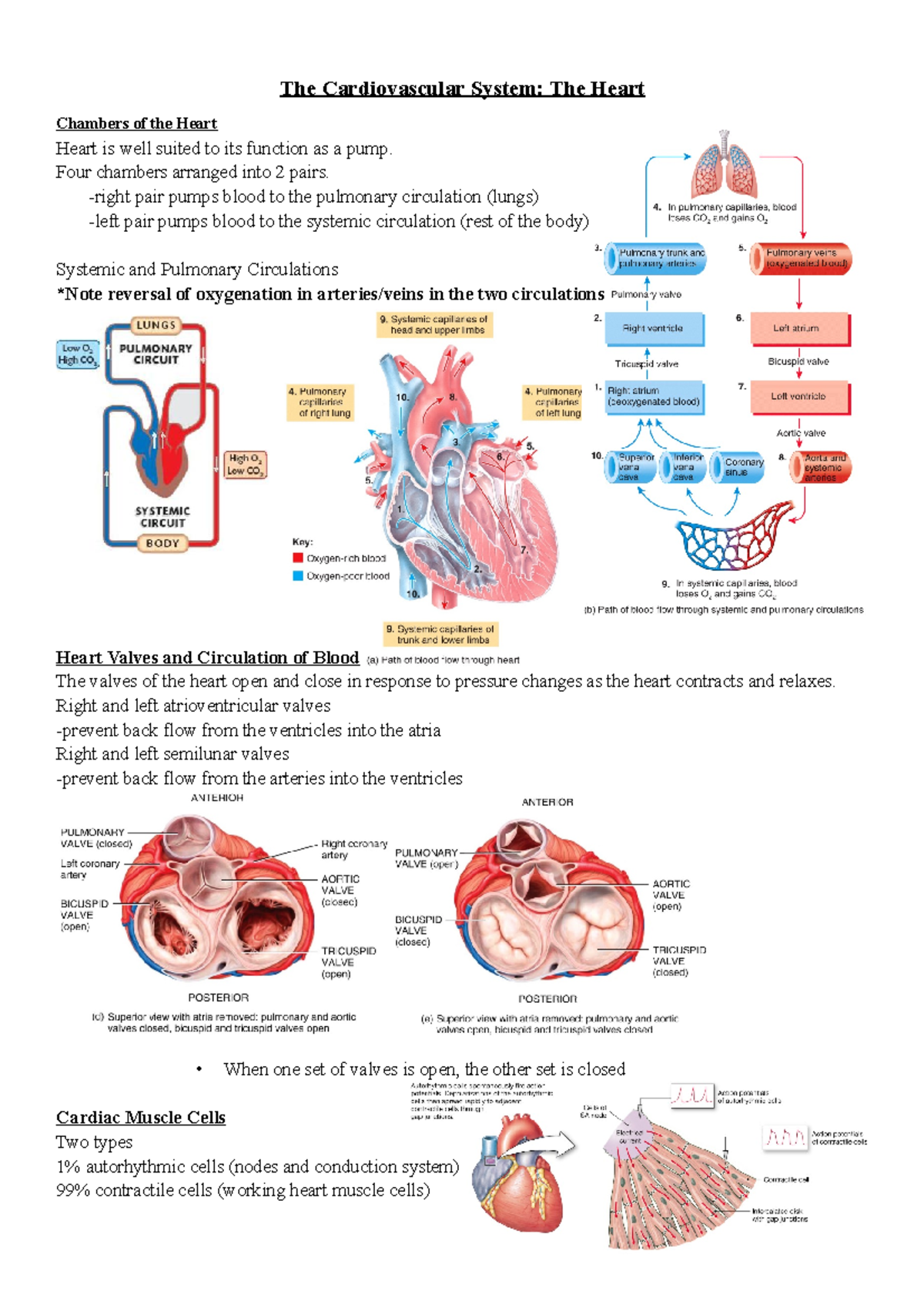 PPT notes 2 The Heart chapter 2 - The Cardiovascular System: The Heart ...