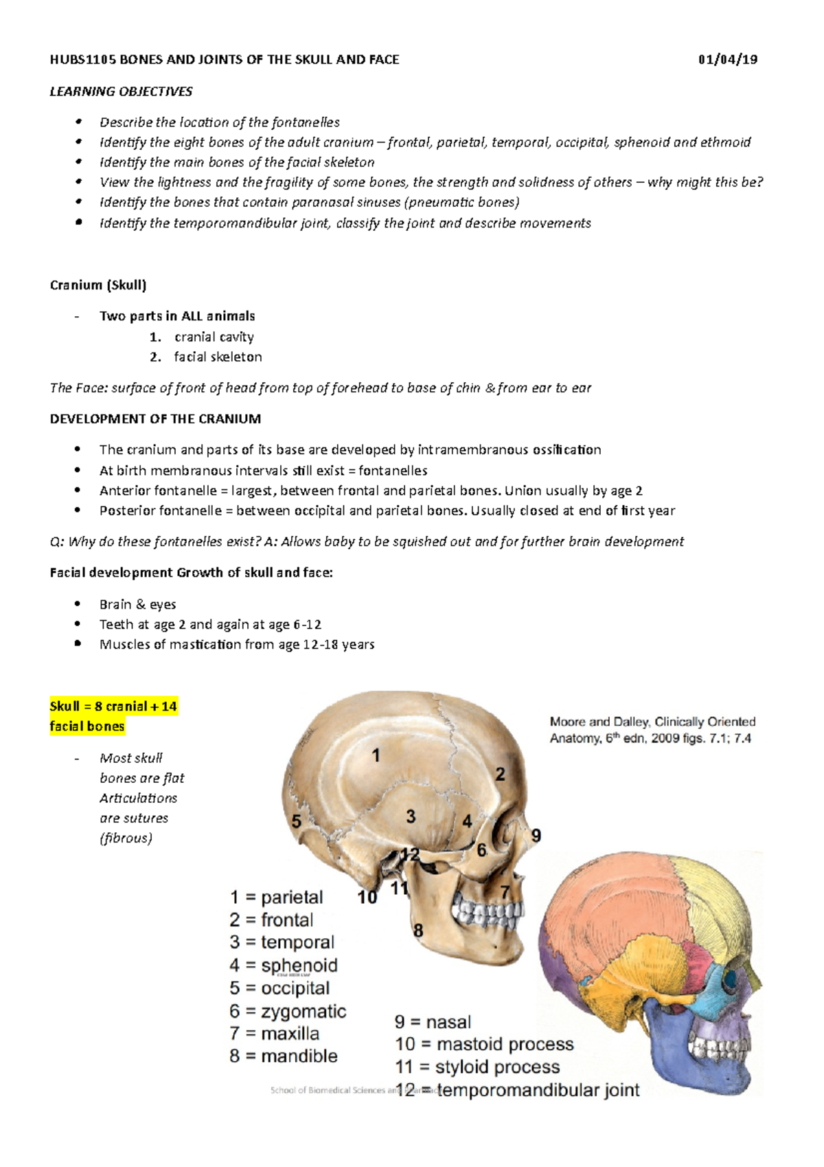 HUBS1105 Bones and joints of the skull and face - HUBS1105 BONES AND ...