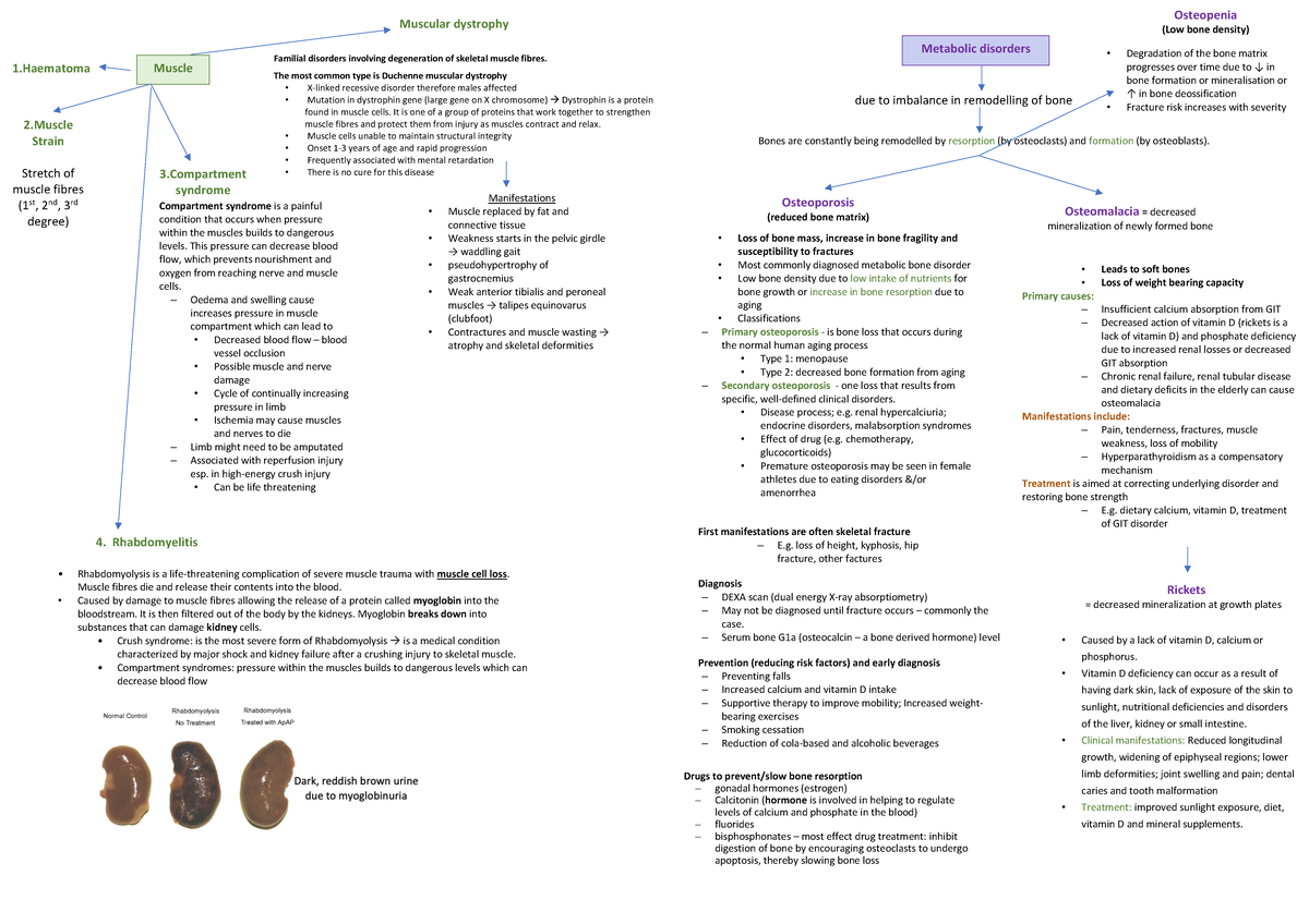 Musculoskeletal Disorders summary sheet BMS291 CSU Studocu