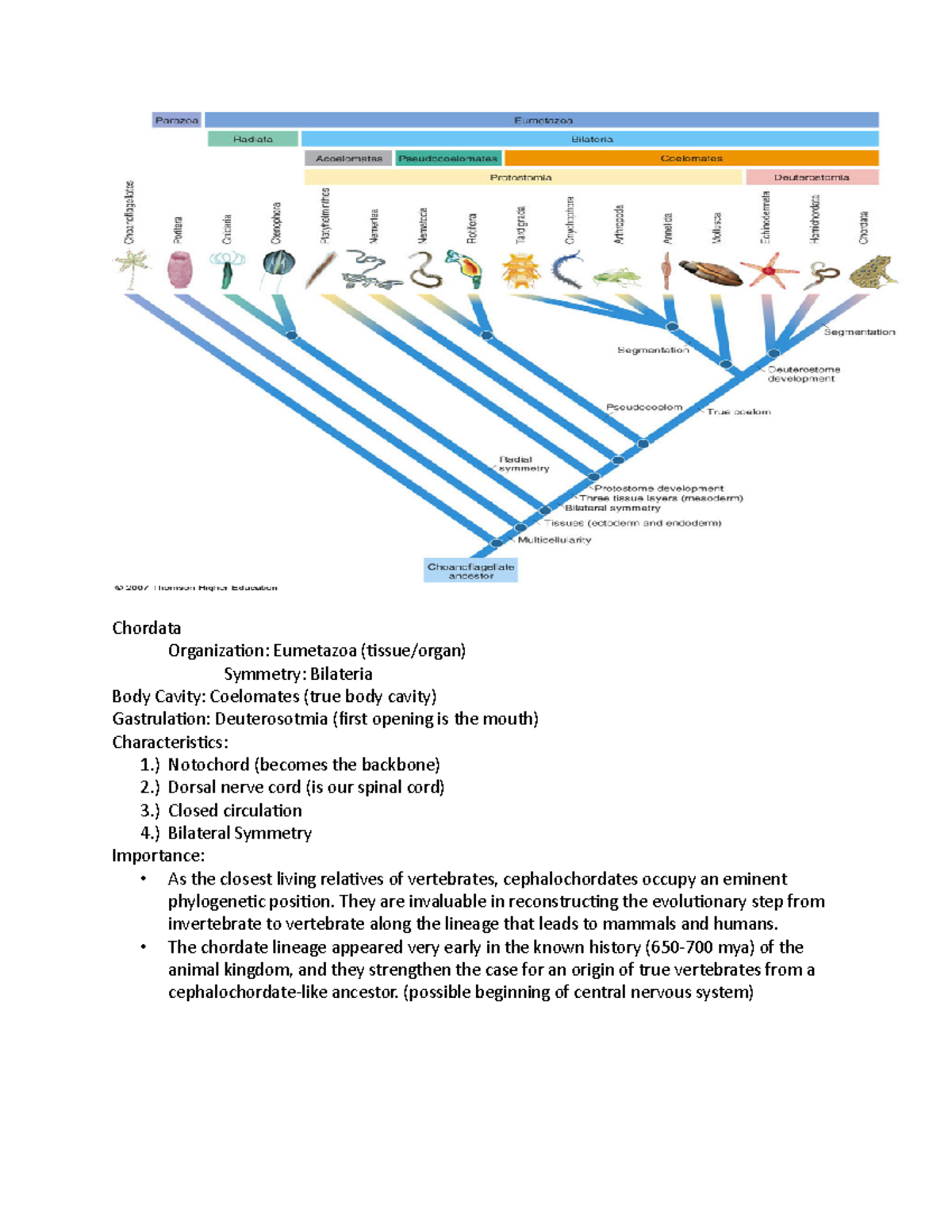 Bio Lab Exam 2 Powerpoint Study Guide - Chordata Organization ...