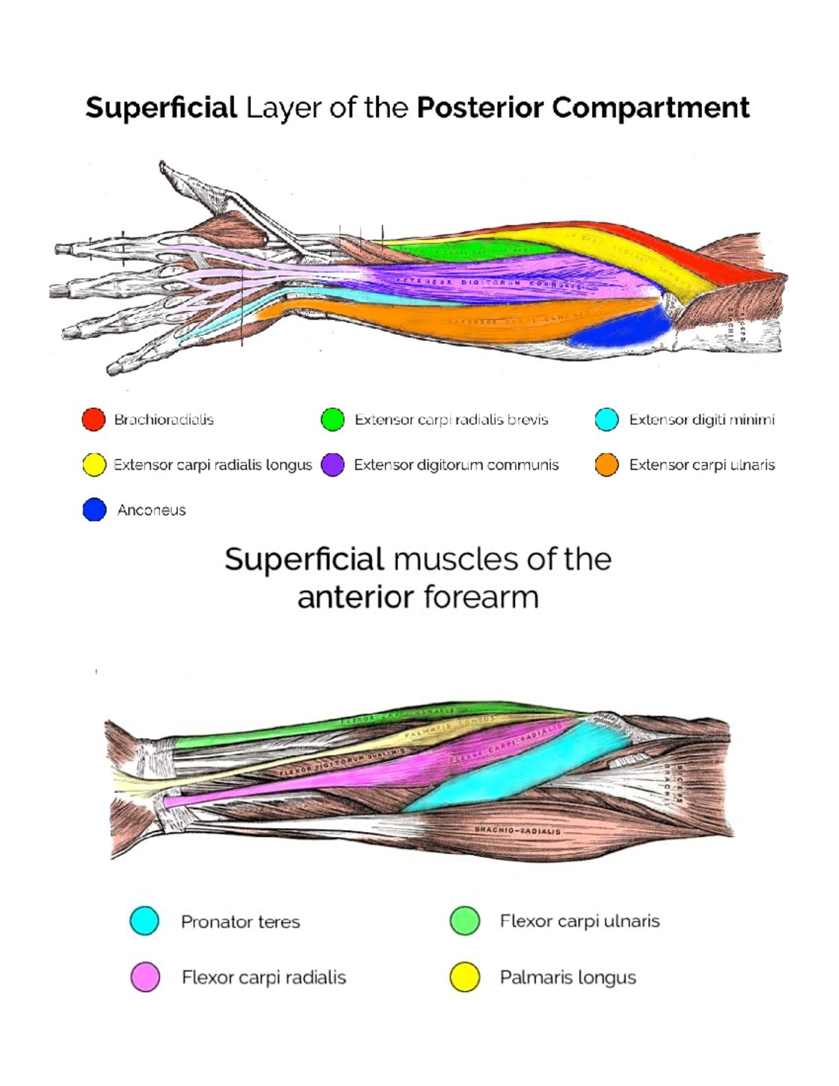 Lab Manual Drawings - Superficial Layer of the Posterior Compartment ...