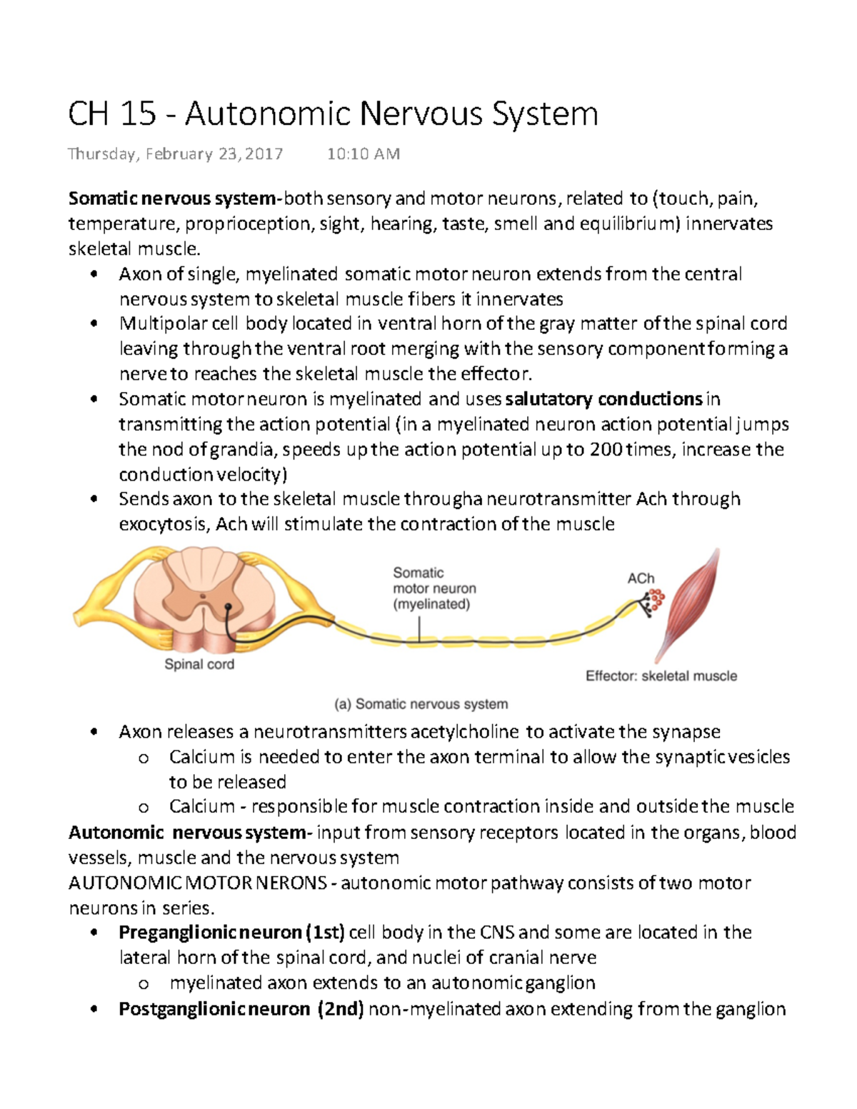 ch-15-autonomic-nervous-system-axon-of-single-myelinated-somatic