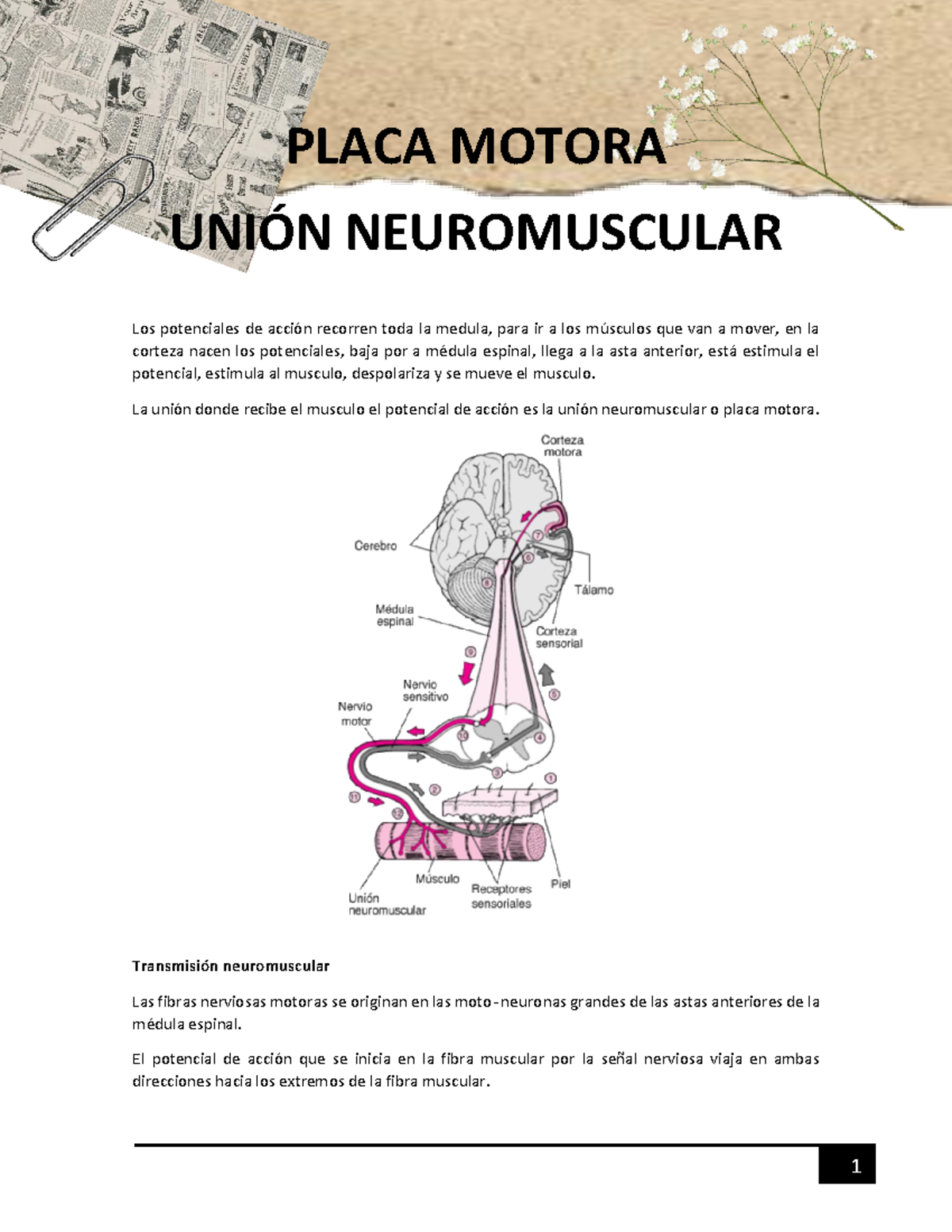 Placa MotoraUnión neuromuscular PLACA MOTORA UNI”N NEUROMUSCULAR Los potenciales de acciÛn