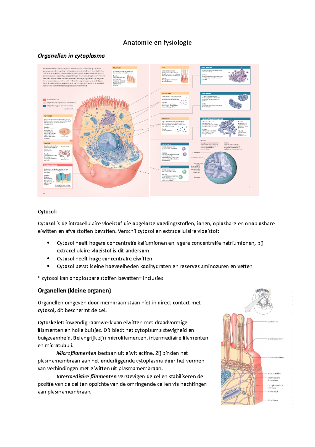 Anatomie En Fysiologie Samenvatting Cellen - Anatomie En Fysiologie ...