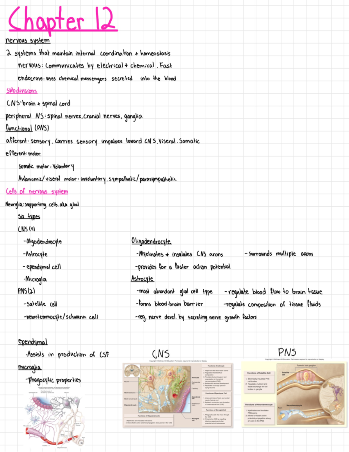 Biol Notes-27 - Anatomy And Physiology 1 Lecture Notes - BIOL221 - Studocu