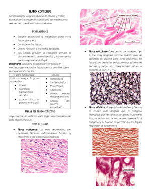 Labhisto 07 Sistema%20respiratorio%20y%20Sistema%20urinario Ri%C3%B1%C3 ...