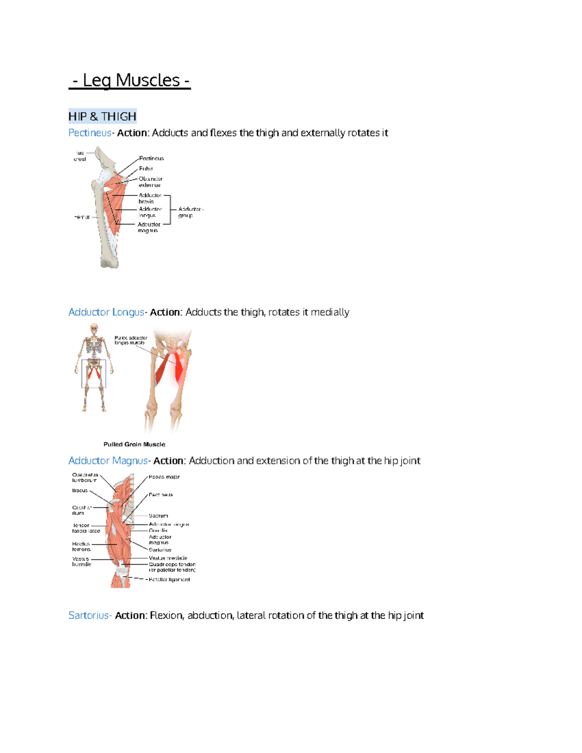 biol-lab-212-leg-muscles-lecture-notes-leg-muscles-hip-thigh