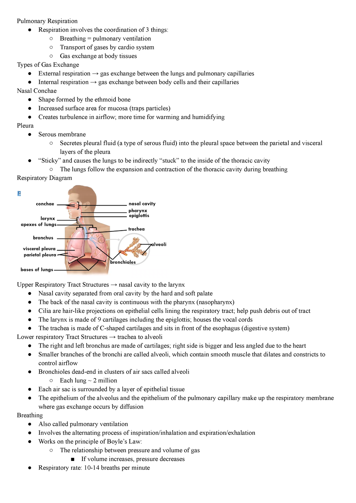 Respiratory System - Lecture notes All - Pulmonary Respiration ...